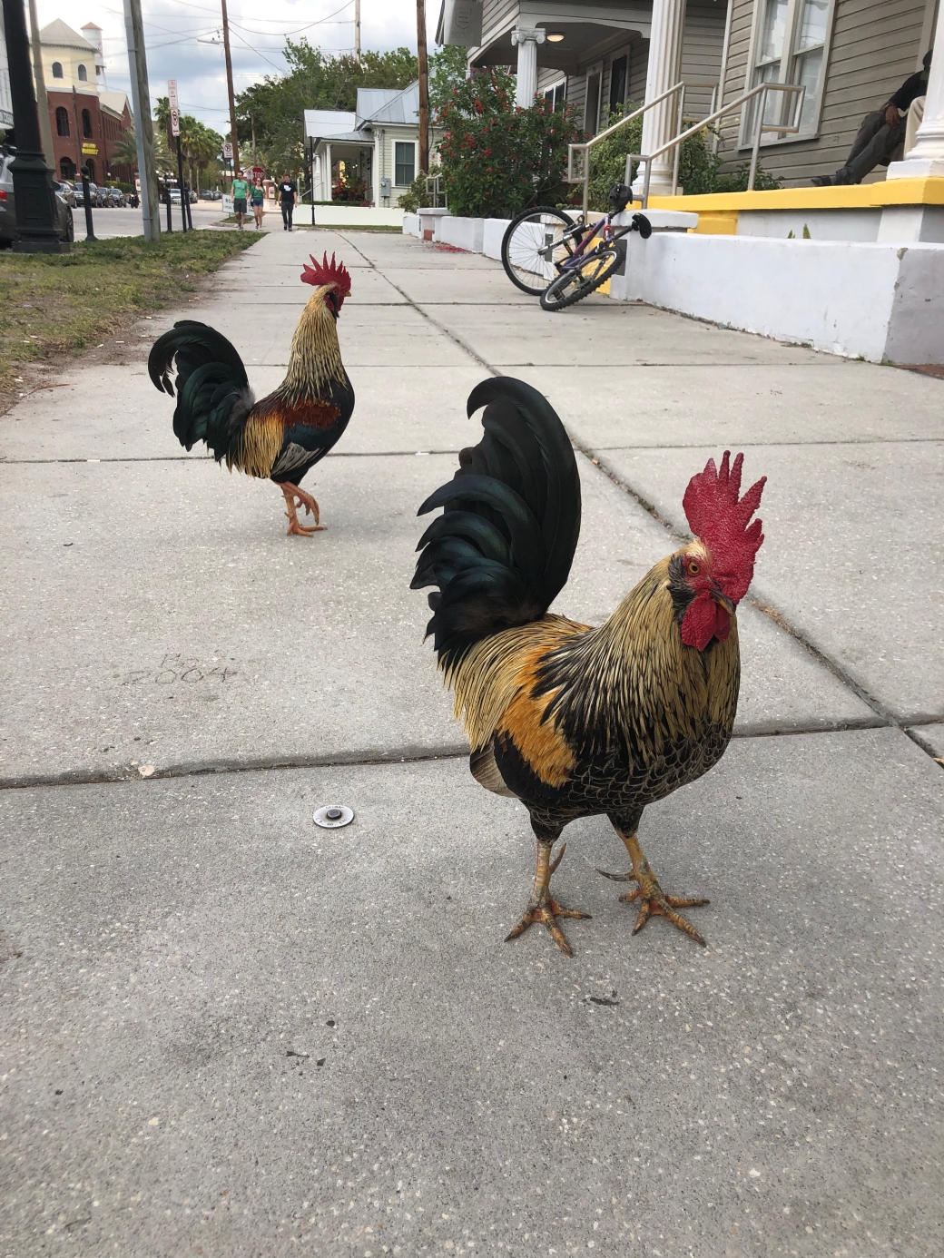 City Chickens